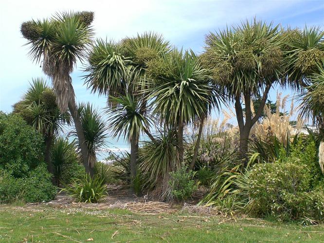 Cabbage trees, ferns and flax